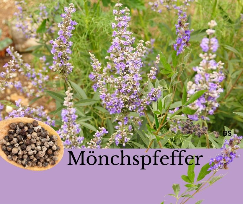 Mönchspfeffer als Pflanze und Pfeffer.