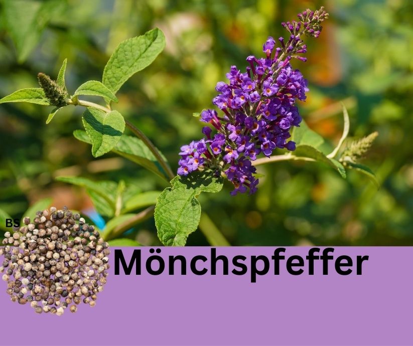 Mönchpfeffer Pflanze und Pferfferkörner.