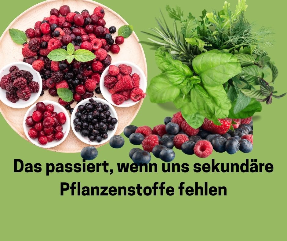 Beeren und Kräutern. Schriftzug: Das passiert, wenn uns sekundäre Pflanzenstoffe fehlen.